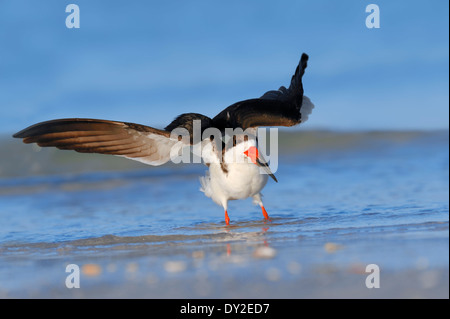 Nero (Skimmer Rynchops niger), Florida, Stati Uniti d'America Foto Stock