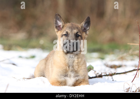 Cane pastore belga Laekenois cucciolo giacente nella neve Foto Stock