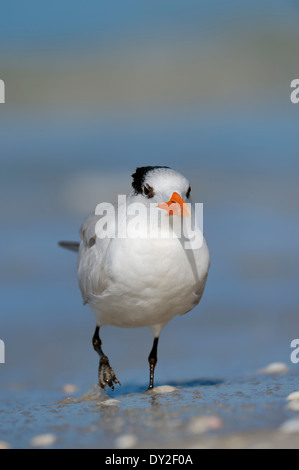 Royal Tern (sterna maxima, Thalasseus maximus), Sanibel Island, Florida, Stati Uniti d'America Foto Stock
