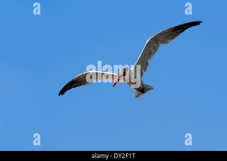 Caspian Tern (sterna caspia, Hydroprogne caspia), Florida, Stati Uniti d'America Foto Stock