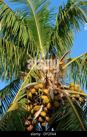 Palma da cocco (Cocos nucifera), noci di cocco, Everglades National Park, Florida, Stati Uniti d'America Foto Stock