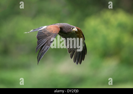 La Harris Hawk (Parabuteo unicinctus) in volo Foto Stock