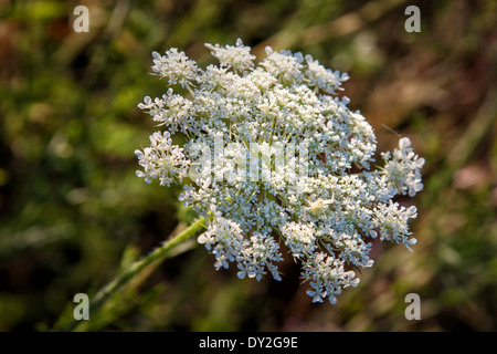 Incredibile mimica di un ragno di piccole dimensioni su un fiore bianco Foto Stock