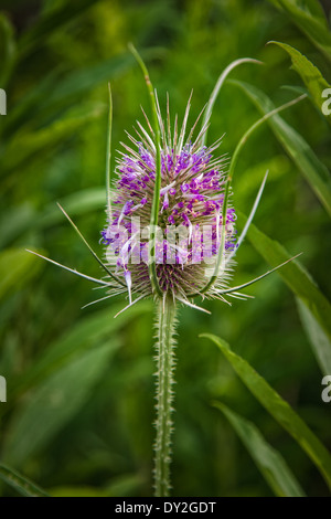 Blooming thistle close up su un prato estivo Foto Stock