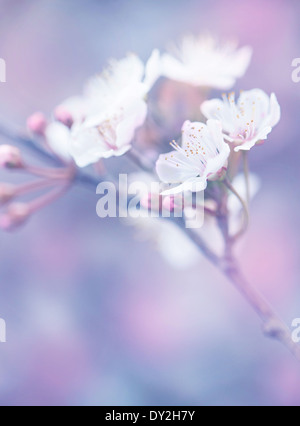 Fioritura di giapponese Sakura garden, abstract sfondo floreale e sognanti sfondo naturale, la profondità di campo Foto Stock