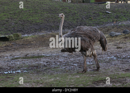 Femmina struzzo comune (Struthio camelus) Foto Stock