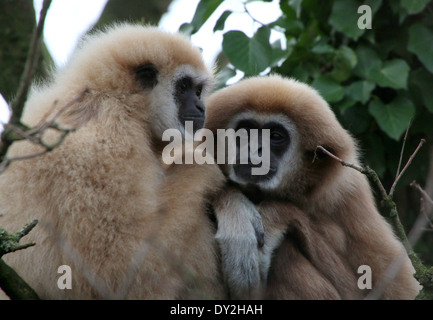 Due Lar Gibbons o White-Handed gibbons (Hylobates lar) insieme in una struttura ad albero Foto Stock