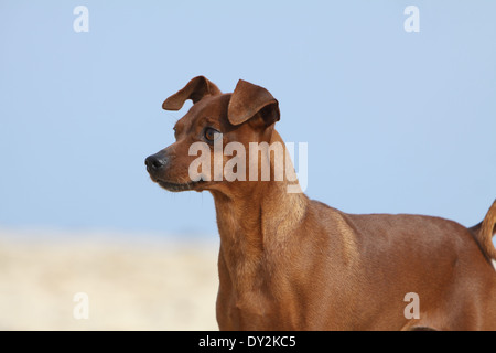 Cane Pinscher miniatura / adulti ritratto Foto Stock