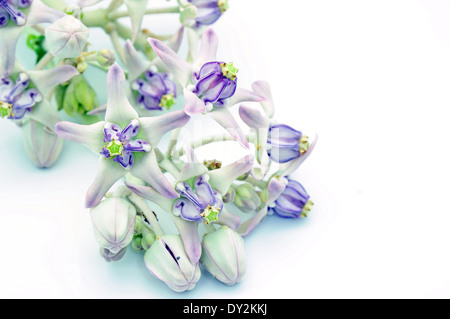 Bianco e viola fiore, Crown Fiore, gigante Milkweed indiano, gigantesche Swallowwort (Calotropis gigantea) Foto Stock