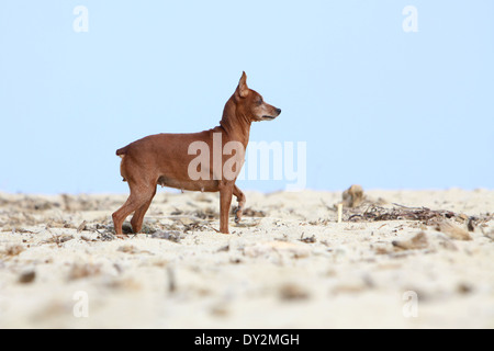 Cane Pinscher miniatura / adulti permanente sulla spiaggia Foto Stock