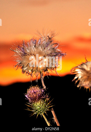 Asciugare in Nuovo Messico cardi, Cirsium neomexicanum, crescere nella Santa Catalina Mountains, Deserto Sonoran, Tucson, Arizona, Stati Uniti. Foto Stock