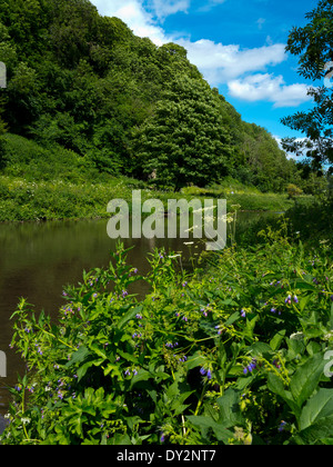 Il lago e alberi a Creswell Crags un preistorico limestone gorge con ice age era grotte nel nord Derbyshire England Regno Unito Foto Stock