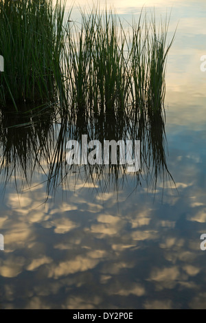 Canne e la riflessione delle nubi nel fiume Deschutes presso sunrise vicino Dillon cade. Oregon. Stati Uniti d'America Foto Stock