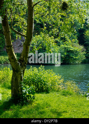 Il lago e alberi a Creswell Crags un preistorico limestone gorge con ice age era grotte nel nord Derbyshire England Regno Unito Foto Stock