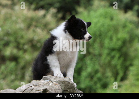 Cane Border Collie cucciolo bianco e nero su una roccia Foto Stock