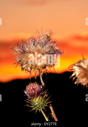 Nuovo Messico cardi, Cirsium neomexicanum, crescere nella Santa Catalina Mountains, Deserto Sonoran, Tucson, Arizona, Stati Uniti. Foto Stock