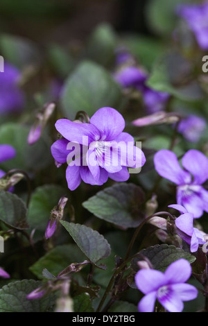 Viola odorata nel giardino. Foto Stock