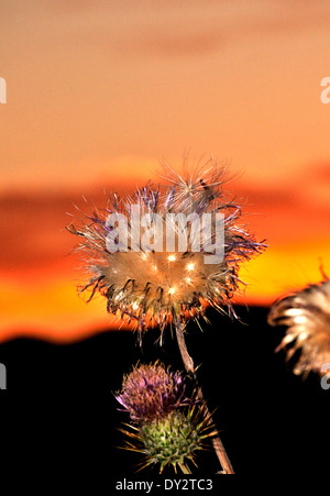 Nuovo Messico cardi, Cirsium neomexicanum, crescere nella Santa Catalina Mountains, Deserto Sonoran, Tucson, Arizona, Stati Uniti. Foto Stock