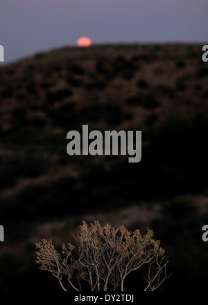 Un super luna sorge come visto dalla strada Redington, Redington Pass, Santa Catalina Mountains, Deserto Sonoran, Tucson, Arizona, Stati Uniti. Foto Stock