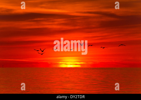 Alba sul golfo del Messico con un gregge di Nero Gli skimmer battenti in tutta l'orizzonte Foto Stock