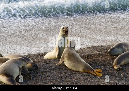 Elefante marino del sud (Mirounga leonina) maschi giostre sulla spiaggia vicino a Punta Cantor, Penisola Valdes, Patagonia, Argentina. Foto Stock