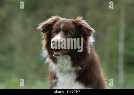 Cane Border Collie adulto di colore rosso e bianco ritratto Foto Stock