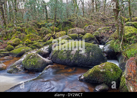 Becky Falls Woodland Park e il sentiero natura, ( Becka scende), Manaton, Newton Abbott, Parco Nazionale di Dartmoor, Devon, Inghilterra, Regno Unito Foto Stock