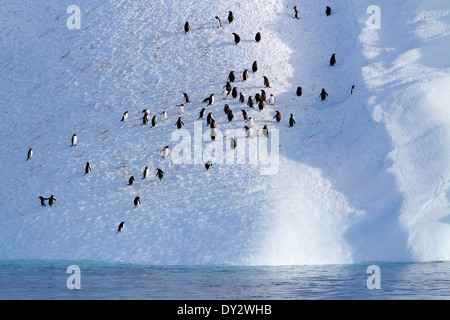 Adulto pinguino Gentoo, Pinguini (Pygoscelis papua) in Antartide, Iceberg, Ice berg, in Antartide. Foto Stock