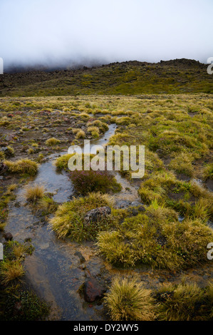 Piccolo ruscello lungo il sentiero nelle fasi iniziali del Tongariro Alpine Crossing, Nuova Zelanda. Foto Stock