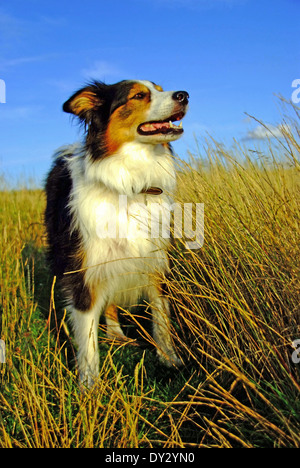 Colorate Tri Border Collie su estati a piedi nel campo Foto Stock