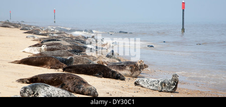 Colonia di foche grigie, Halichoerus grypus trainato fino ad una spiaggia di sabbia a Horsey, Norfolk, Inghilterra Foto Stock