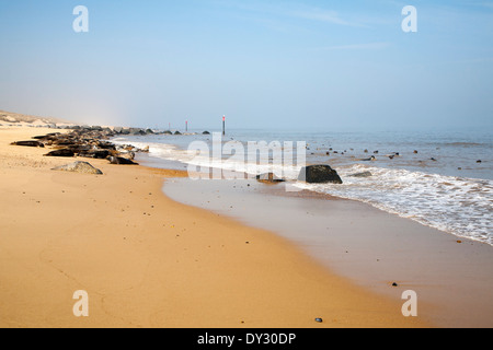 Colonia di foche grigie, Halichoerus grypus trainato fino ad una spiaggia di sabbia a Horsey, Norfolk, Inghilterra Foto Stock