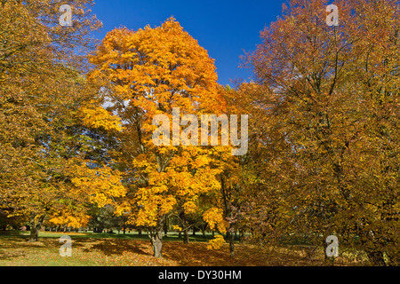 Colori dell'autunno, Lidice Park, Repubblica Ceca Foto Stock