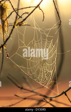 Una ragnatela risplende nella luce del mattino. Foto Stock