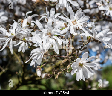 Magnolia stellata di albero in fiore in un inizio di primavera Foto Stock