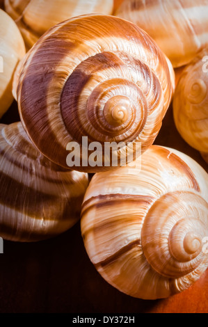 Gruppo di gusci di lumaca, escargots de Bourgogne, sotto la luce diretta del sole Foto Stock