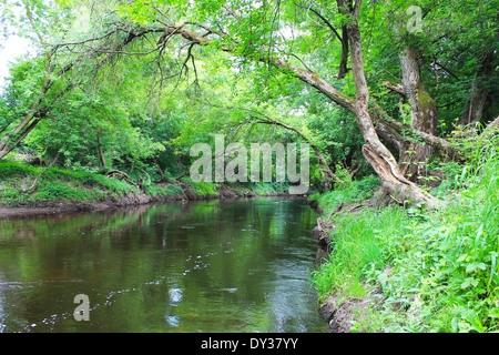 Densamente coperti con la foresta Foto Stock