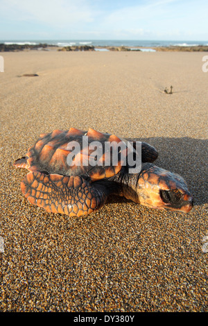 Dead tartaruga Caretta - Caretta caretta Foto Stock