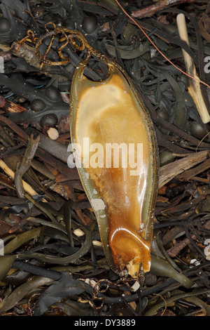 Eggcase di maggiore Spotted gattucci (Nursehound o Bull Huss) - Scyliorhinus stellaris Foto Stock