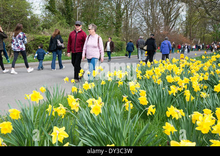 Thriplow, Cambridgeshire, Regno Unito. 5 aprile 2014. Visitatori migliaia di persone godono di sole primaverile al Thriplow Daffodil Weekend in Cambridgeshire Regno Unito 5 aprile 2014. Ogni anno tra 7000-10000 persone frequentano il villaggio evento per vedere visualizza dei narcisi, visitando i residenti giardini aperti, craft fienili, chioschi, Morris dancing, paese dimostrazioni di artigianato, pesanti cavalli e fiera del divertimento escursioni. Le strade sono chiuse al traffico consentendo ai visitatori di passeggiare al grazioso villaggio corsie in una celebrazione della primavera. Credito: Julian Eales/Alamy Live News Foto Stock