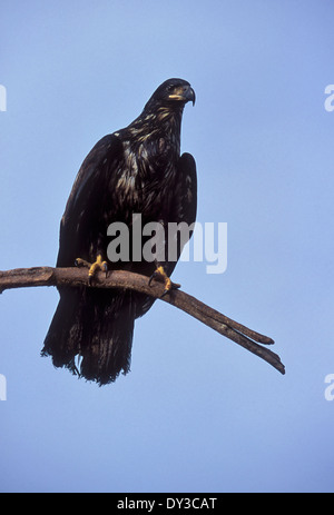 Bald Eagle - Haliaeetus leucocephalus - Bambino Foto Stock