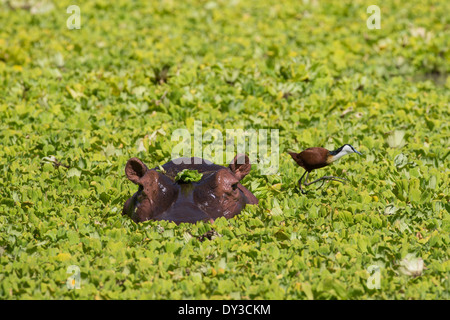 Ippopotamo con Jacana africana in stagno ricoperti di erbaccia giacinto Foto Stock