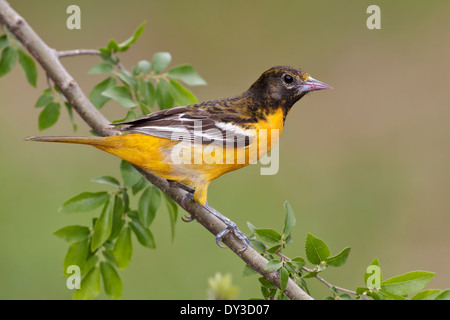Baltimore Rigogolo - Icterus galbula - femmina adulta Foto Stock