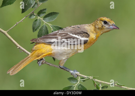 Baltimore Rigogolo - Icterus galbula - femmina adulta Foto Stock