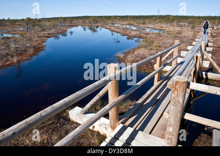 Plank vie in Kemeri sollevato Bog Kemeri Parco Nazionale della Lettonia Foto Stock