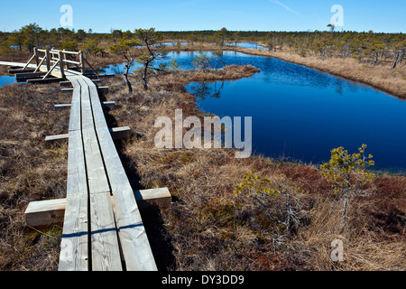 Plank vie in Kemeri sollevato Bog Kemeri Parco Nazionale della Lettonia Foto Stock