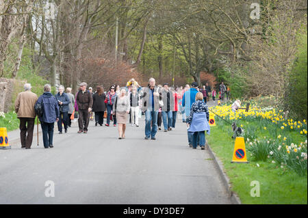 Thriplow, Cambridgeshire, Regno Unito. 5 aprile 2014. Migliaia di persone godono di sole primaverile al Thriplow Daffodil Weekend in Cambridgeshire Regno Unito 5 aprile 2014. Ogni anno tra 7000-10000 persone frequentano il villaggio evento per vedere visualizza dei narcisi, visitando i residenti giardini aperti, craft fienili, chioschi, Morris dancing, paese dimostrazioni di artigianato, pesanti cavalli e fiera del divertimento escursioni. Le strade sono chiuse al traffico consentendo ai visitatori di passeggiare al grazioso villaggio corsie in una celebrazione della primavera. Credito: Julian Eales/Alamy Live News Foto Stock