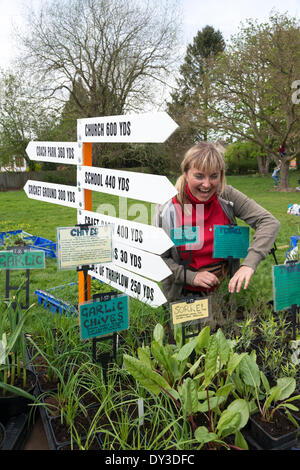 Thriplow, Cambridgeshire, Regno Unito. 5 aprile 2014. Ola Rug tende piante sul suo rifugio a base di erbe in stallo come migliaia di persone godono di sole primaverile al Thriplow Daffodil Weekend in Cambridgeshire Regno Unito 5 aprile 2014. Ogni anno tra 7000-10000 persone frequentano il villaggio evento per vedere visualizza dei narcisi, visitando i residenti giardini aperti, craft fienili, chioschi, Morris dancing, paese dimostrazioni di artigianato, pesanti cavalli e fiera del divertimento escursioni. Le strade sono chiuse al traffico consentendo ai visitatori di passeggiare al grazioso villaggio corsie in una celebrazione della primavera. Credito: Julian Eales/Alamy Live News Foto Stock