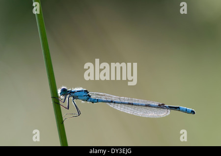 Un bel blu damselfly aggrappandosi ad una levetta di erba in un prato di Cumbria. La piccola profondità di campo davvero isolare l'insetto. Foto Stock