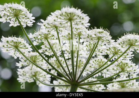 Al di sotto di un fiore Hogweed testa, guardando in alto, ammirando la splendida struttura naturale in un prato di pennini Foto Stock